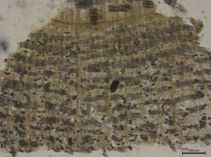 Althaeae radix