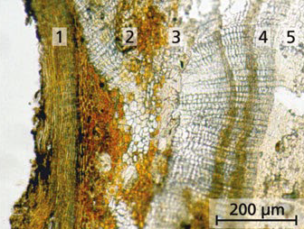 Quercus cortex