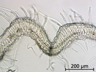 Salviae folium